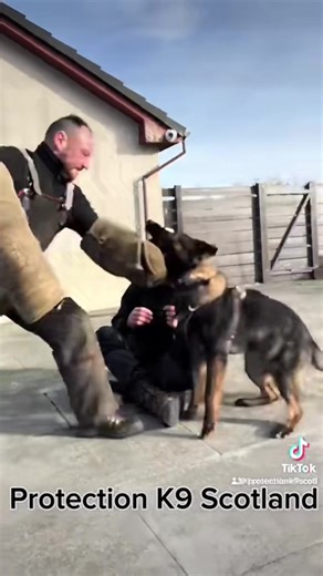 Dog Training in Scotland: Environmental and Protection Skills