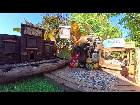 🔴 LIVE Backyard Birdwatching - BlueJays, Chipmunks, Woodpeckers, Squirrels #birds