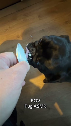 Pug eating yogurt #dogshorts