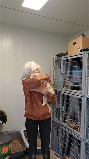 Boy het katje met drie pootjes is echt m'n kind, ook altijd om me heen en veel miauwen voor aandacht. Mensen, mensen wat kan je toch veel houden van zo n dier. Alleen mensen die om dieren geven begrijpen dit. Ik las ergens dat te veel houden van dieren niet goed voor je is. Was gebleken uit een onderzoek. Heb het niet gelezen, echt een uit je nek verhaal. Vast een onderzoek van een slager. Fijne avond iedereen! | Stichting Wetland Cats