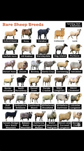 Rare Sheep breeds #sheep #sheepfarming #sheepsheep | Farming Tech& Business