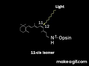 Molecular mechanism of Vision | Retina | Rhodopsin on Make a GIF