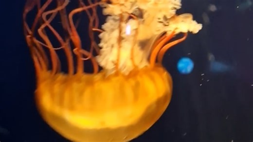 Jellyfish, Yellow Jellyfish, Swimming Jellyfish. Free Stock Video