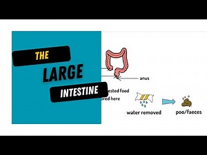The Large Intestine | Animals Including Humans Year 4 lesson 6
