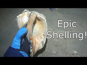 Fantastic Post Storm Shelling in the Outer Banks!