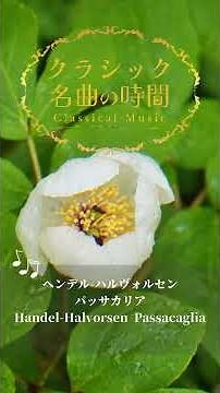 1分クラシック♪ パッサカリア #クラシック #名曲 #朝