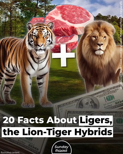 524K views · 3.1K reactions | Ligers are the largest big cats in existence, but they only exist in captivity. | Sunday Roast | Facebook