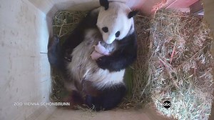 127K views · 6K reactions | Double the fun! A giant panda just gave birth to twins -- and even zookeepers were surprised: 2wsb.tv/2ba7nC2 | WSB-TV | Facebook