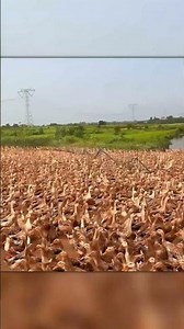 This Is How China Raises Thousands of Ducks at Once