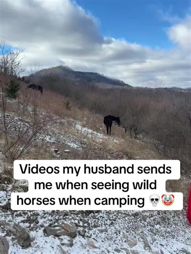 We have a difference of opinion 🤷‍♀️ #horsetok #equestrian #horse #farmtok #appalachia