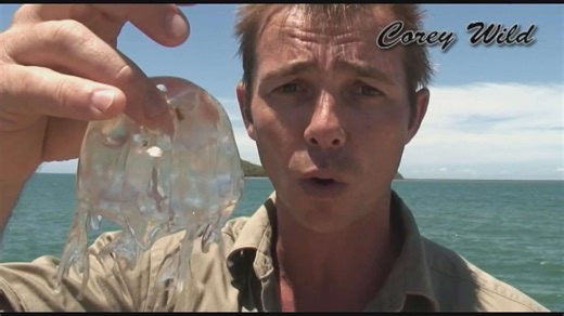 Explaining the real danger level of box jellyfish marine stinger attacks during season