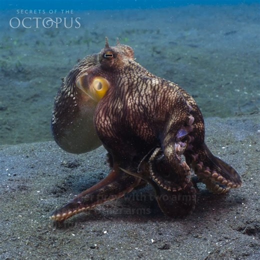 Run for your life! 🐙 To protect her catch from nearby threats, this coconut octopus secures it tightly with two arms, relying on her six remaining limbs to escape. | National Geographic Animals
