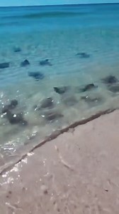 13M views · 357K reactions | All types of marine life, including our local devil rays, love to hang out by the Island Fishing Pier. (IG/jessroseowens) | Visit Destin-Fort Walton Beach | Facebook