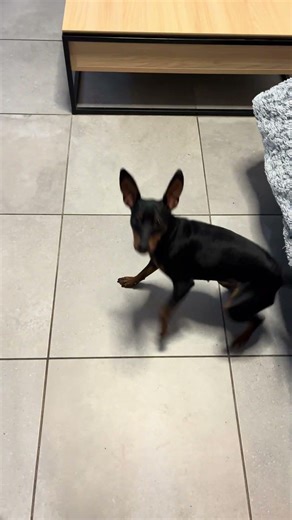 Tourne, tourne ma Lily ! 😅 #chien #pinscher #doglife