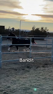 This is Bandit, one of our recent auction horses. The funny thing is, when I asked the girls why they hadn’t taken the auction tag off, they said, “it says that you are not allowed to remove it.” 🤣🤣🤣 Bandit had his teeth floated today and he was aged at 10 years old. He is a very stout 14.2h tall and Lisa (one of our main volunteers, who has been with us since 2017) has fallen in love with him. She told us that we are not allowed to adopt him out when the time comes. Maybe Lisa will adopt him