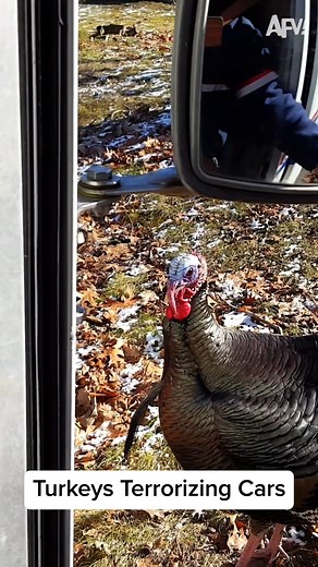 When turkeys strike back! | America's Funniest Home Videos