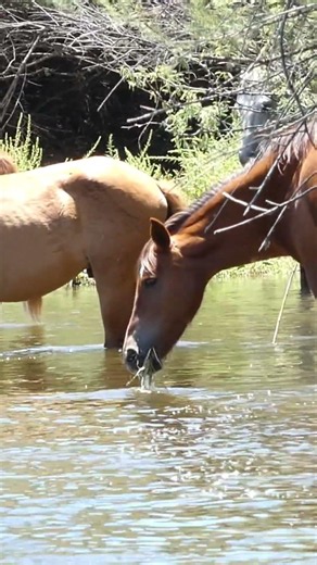 Beautiful Horse #horse #cuteanimal #nature