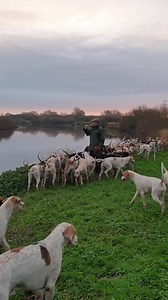 Today whilst on morning exercise the Grove and Rufford Hounds went down to Coates on the banks of the River Trent, a place which meant much to Ralph Mitchell their former Master. Ralph died out hunting with his treasured Grove and Rufford Hounds eight years ago today. It was therefore a fitting tribute to him that Paul Larby their Huntsman should stop for a moment with his Hounds and blow in Ralph's memory. (ZT) | Hunting Kind