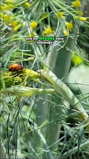 Grow Dill for Fresh Herbs and Natural Pest Control 🐞 #garden #herbgarden