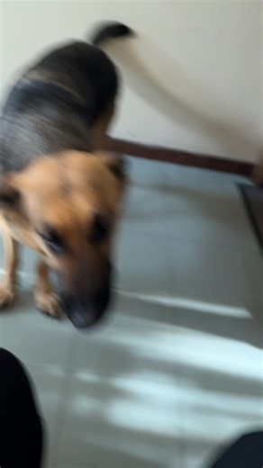 Copy link 5x🔥👌 #lili #bella #ethiopian_tik_tok🇪🇹🇪🇹🇪🇹🇪🇹