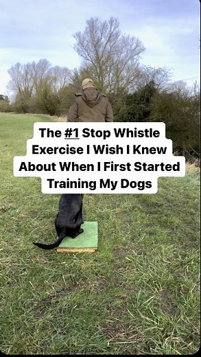 5.8K views · 157 reactions | Nearly all methods of training a Stop...