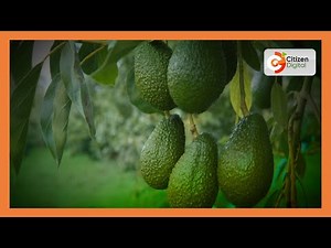 SMART FARM | Farmers in Murang'a cultivating avocado fruit