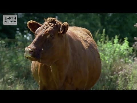Do Animals Fart? | Zoo La La | BBC Earth Explore