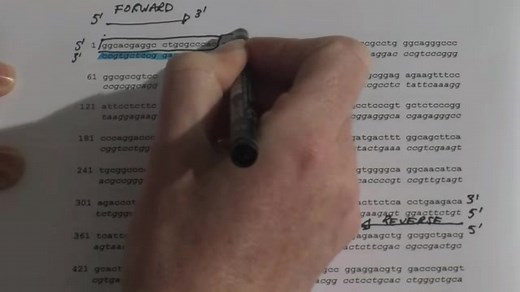 第二讲 PCR引物设计-PCR Primer Design实验操作演示