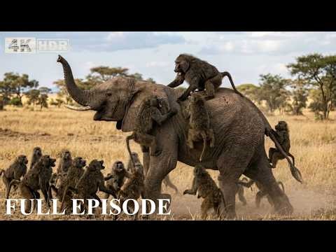 Angry Baboon… What Happens Next Is Shocking! | WILDLIFE DOCUMENTARY
