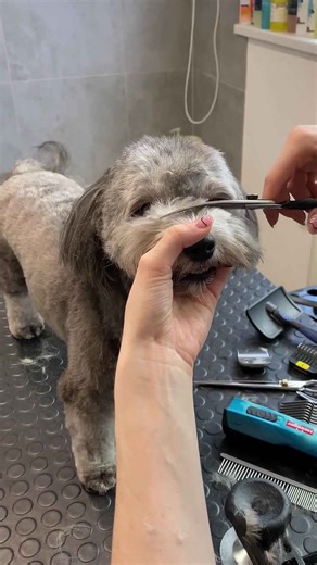 Havanese dog face trim