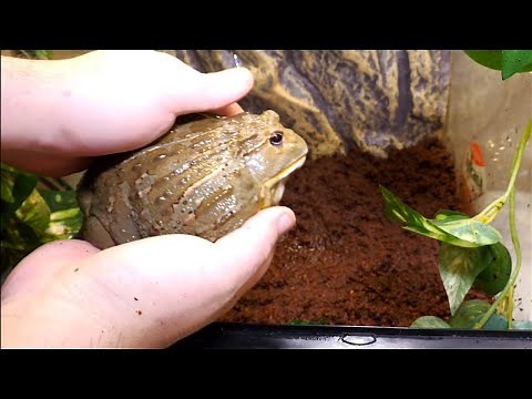 CLEANING PIXIE FROG TANK (AFRICAN BULLFROG) HIDDEN POOP! DISINFECTION TIME!