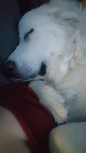 92 reactions | Apretaditas pero juntitas. #perros #aguascalientesmexico | Hotel para perros 5 Huellitas | Facebook