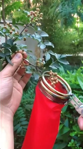 Picking berries super fast 🍒