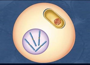 11K views · 462 reactions | Horizontal gene transfer... | All About Molecular Biology | Facebook