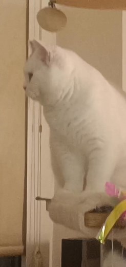 Kocurek🤍🤍... już gotowy na zmianę 🏡🏡🏡🏡 | Malbet Malbet