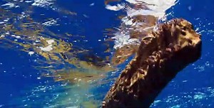 Blue Planet II S01 E04