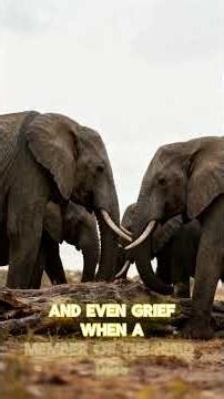 African Bush Elephant