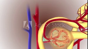 Structure of the Nephron Efferent arteriole