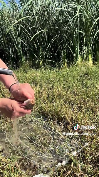 By_ulve (@by_ulve)’s videos with original sound - By_ulve