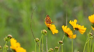 What is Geometric Morphometrics and how does it address biological...