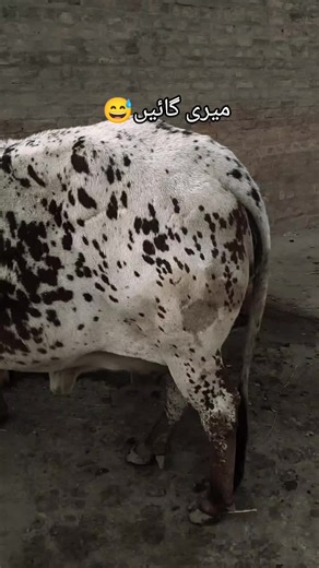 Caring for My Pet Cows: Tips and Insights