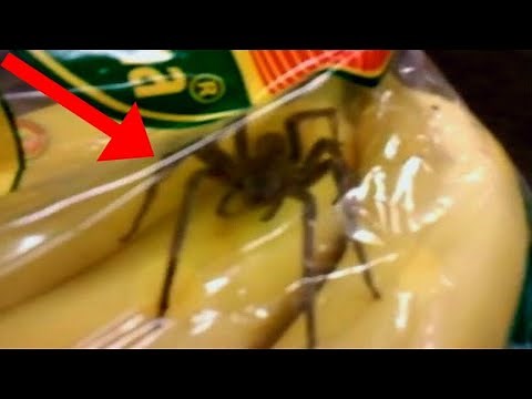 When the Brazilian Wandering Spider Attacks