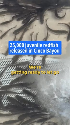Get The Coast on Instagram: "25,000 REDFISH RELEASED: Today, Destin-Fort Walton Beach, in collaboration with the Coastal Conservation Association Florida (CCA), successfully released 25,000 juvenile redfish into Cinco Bayou. This multi-year collaborative effort seeks to address the issue of declining redfish populations across Northwest Florida fisheries and enhance the population with stocking initiatives for one of Florida’s most popular inshore fish species. The redfish were about two to four