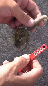 🎣 The Rapid Hook-All - Your Ultimate Fishing Companion! 🎣 The Rapid Hook-All is the tool every angler needs in their tackle box. Crafted from durable, powder-coated aircraft aluminum, this innovative tool keeps your artificial or live bait securely in place until you’re ready for a change. No more worrying about shifting bait—just set it, forget it, and focus on the catch! ✔️ Built tough, made in the U.S.A. ✔️ Includes 50 translucent & 50 black discs ✔️ Perfect for both freshwater and saltwate