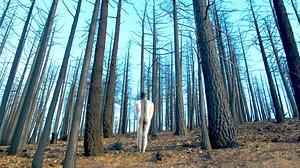 NFB: Crucible for the Creative Feature Doc - NFB Blog