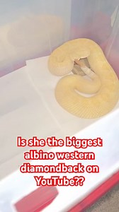 NEW ALBINO WESTERN DIAMONDBACK RATTLESNAKE!!! #albino #rattlesnakes #reptiles #snake #snaketattoo #lizard #herping #colubrid #ballpythonbreeding #wildlifephotography #pythonregius #pythons #boaconstrictor #ballpythonbreeder #snakelovers #pythonsofinstagram #hognose #love #naturephotography #snakephotography #reptilephotography #petsnake #photography #cobra #snakelove #ballpythonmorph #snek #snakeofinstagram #snakesofinsta #Shorts #virals #best #fyp | Willard DEE