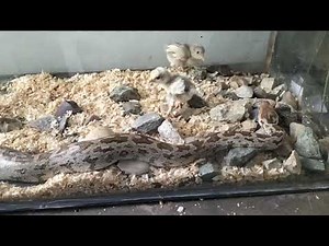 Python snake 🐍 eat 2 cute chick kill one and eat other one chick lagre snake 🐍