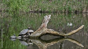 Pond sliders AKA Red Eared Terrapin Turtles - Trachemys scripta elegans