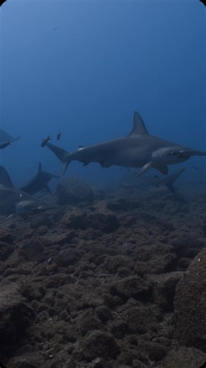 Nautilus LifeLine | A Marine Rescue GPS on Instagram: "When you’ve been dreaming of the Socorro Islands since the moment you found out this magical place exists... 💙 The Revillagigedo Marine Park — one of the wildest, most remote, and least human-impacted dive destinations on the planet. Located 240 miles off the coast of Cabo San Lucas, these volcanic islands are uninhabited, isolated, and accessible only by liveaboard. It’s a hotspot for big ocean encounters that are heart-pounding, emotional