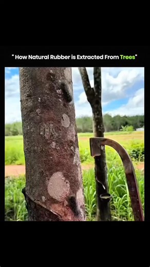 explain everything on Instagram: "Natural rubber is extracted from the latex sap of rubber trees, primarily the Hevea brasiliensis species. This process is called tapping, where diagonal incisions are made in the trunk's bark, allowing the white latex sap to collect into a container¹. The incisions are typically made at a 20-30° angle, about 1mm deep, to create a hydrostatic pressure gradient that enables the latex to flow out 2...The latex is then collected, strained to remove impurities, and c